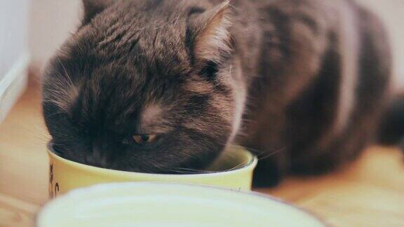 在厨房里吃碗里干食物的英国猫