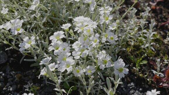 白色甘菊在春天开花的特写