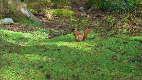 苏格兰林地的本地红松鼠