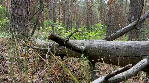 一个松树林的景观枯木和植被的倒下的原木