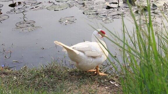 鸭子在湖边