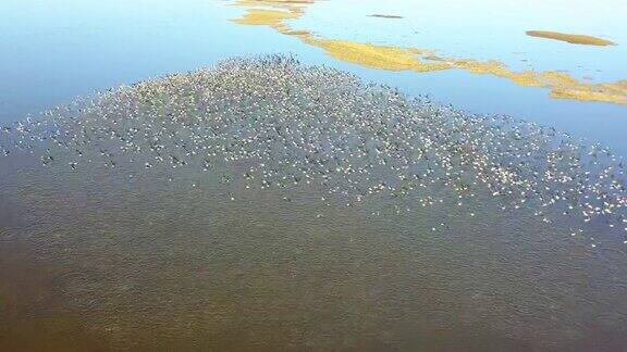 在多瑙河三角洲的一个湖上一大群白头鹅