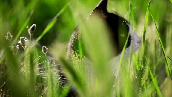 猫在草丛中四处张望