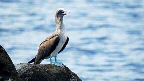 在加拉戈斯群岛的灰狼岛上一只蓝脚鲣鸟的特写镜头