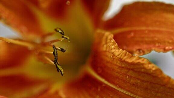 水滴落在花的雄蕊上