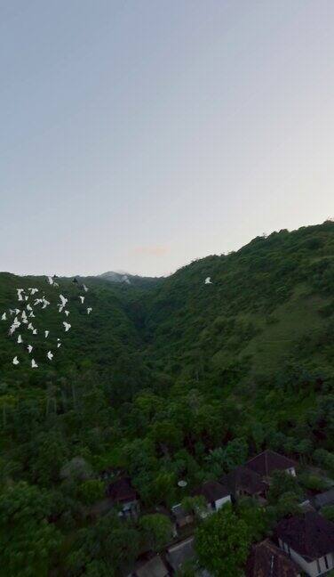 垂直视频鸟群飞过郁郁葱葱的森林、树木、乡村、大海