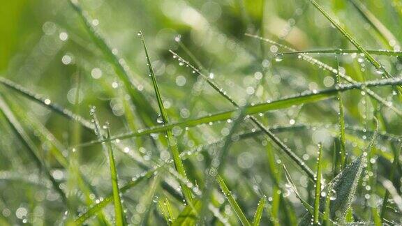 春天的草地上有露水