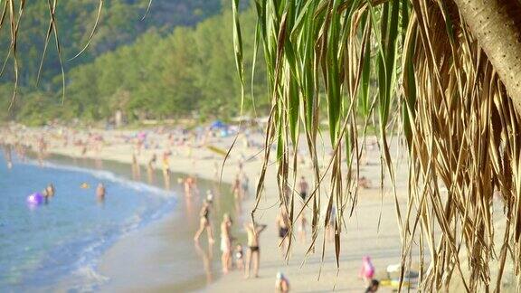 翠绿的热带棕榈树在微风中摇曳挤满阳光沙滩