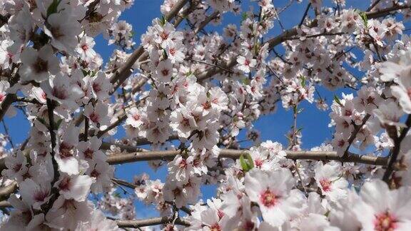 杏树在春季开花