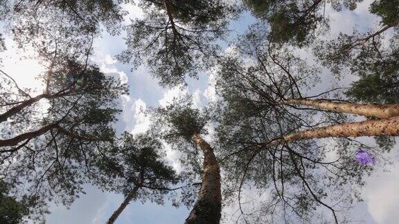 松树林和天空底部视图
