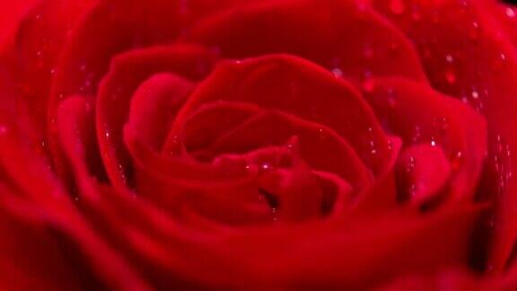 红玫瑰CU旋转与黑色背景