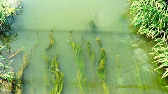 河里的藻类