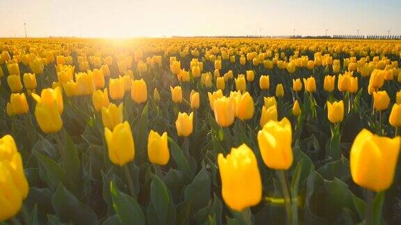 荷兰一个美丽的春日田野里的黄色郁金香
