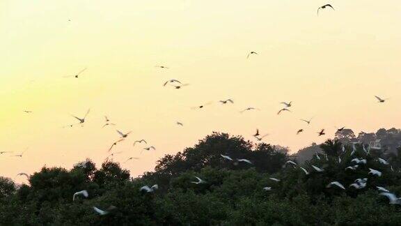 日落时分的鸟群