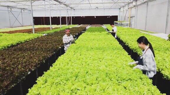 在温室里种植绿色沙拉和蔬菜园丁们精心照料有机蔬菜