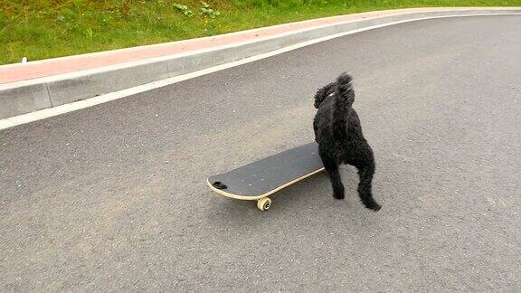 小狗在玩滑板慢动作