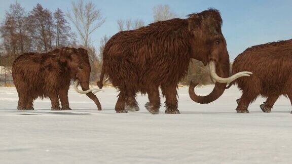 长毛猛犸象家族穿越冰冻湖泊的3D动画