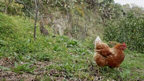 在传统的自由放养家禽有机农场里自由放牧的家母鸡在绿色的草地上寻找吃的东西动物权利回归自然有机耕作理念