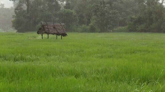暴雨席卷了稻田