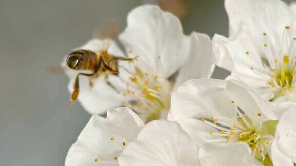 一只蜜蜂落在一朵白色的花上