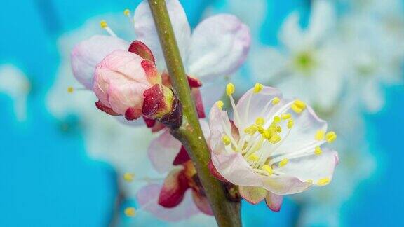 桃花盛开对蓝色背景在一个水平格式的延时4k视频桃李在春天开花的视频