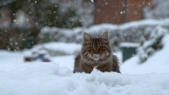 慢镜头:外面下雪的冬天可爱的小猫看着相机