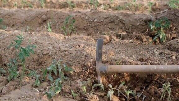 挖掘土壤
