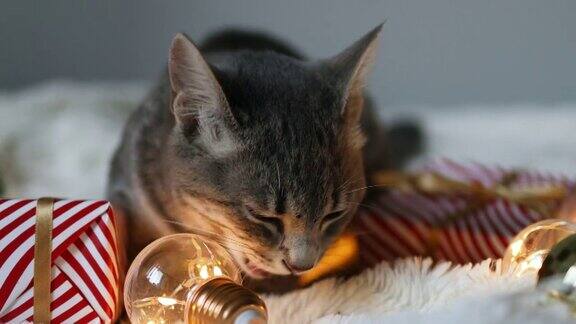 有趣的灰色猫躺在白色的床上玩圣诞灯花环