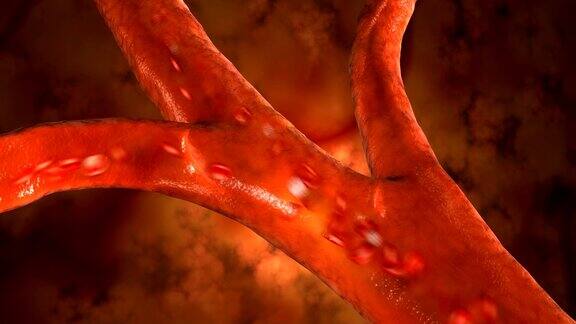 血液细胞沿动脉跳动