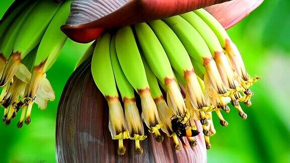 昆虫吃花粉香蕉