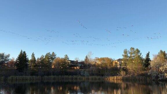 日落时分一大群加拿大鹅起飞