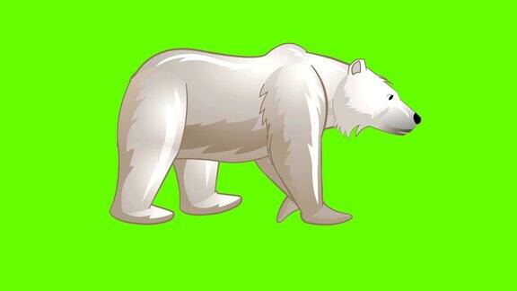 北极熊步行循环动画