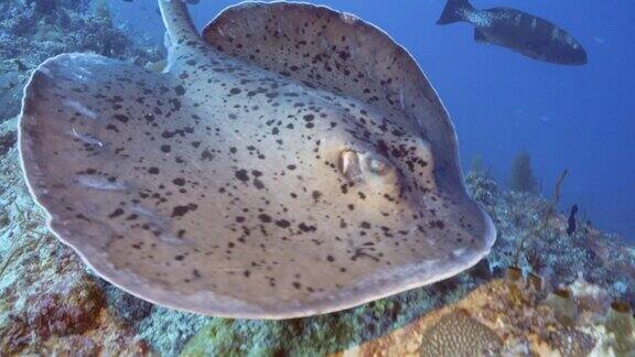黄貂鱼在马尔代夫的暗礁上游泳