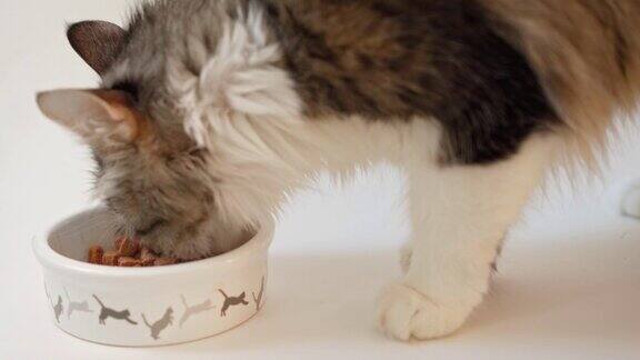 一只漂亮的家猫在白底的碗里吃东西