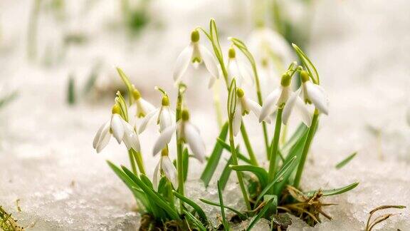 融化的雪盛开的雪花莲在春天时光流逝