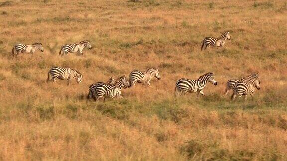 近距离观察:在金色的夕阳下成群的野生斑马在草原上奔跑
