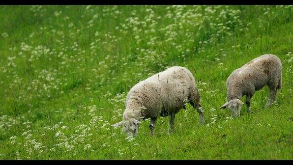 这是一个好时间在挪威丘陵牧场放牧的家养绵羊羊在绿色的草地上吃着新鲜的春草羊养殖FullHD