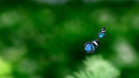 蓝色的两只蝴蝶