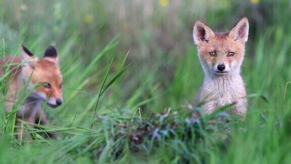 红狐幼崽在高高的草丛中玩耍Vulpes