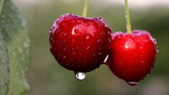 雨后孤独的一对樱桃