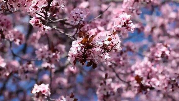 粉红色的樱花在春天盛开