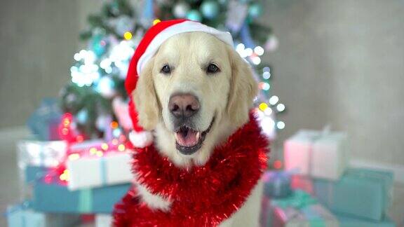 可爱有趣的圣诞狗戴着圣诞帽的金毛寻回犬拉布拉多