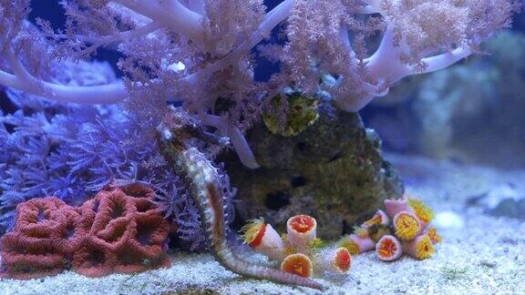 水族馆里的海马在珊瑚间近距离观察海马在干净的水族箱水里美妙的珊瑚附近游泳海洋水下