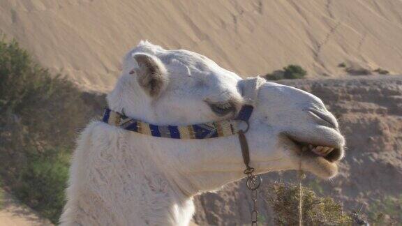 在非洲摩洛哥沙漠骆驼躺在地上咀嚼食物
