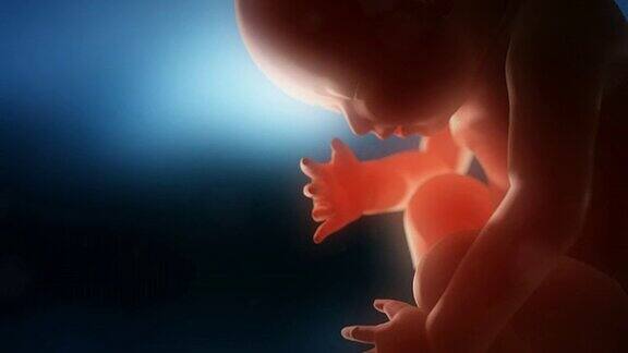 医学视频背景胎儿特写蓝色背光