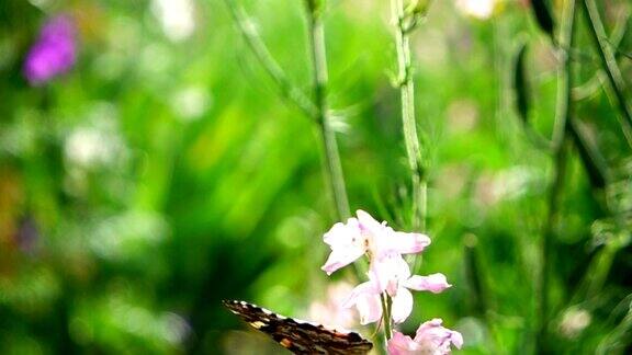 蝴蝶和鲜花缓慢的运动