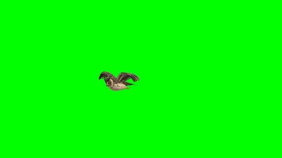 猫头鹰降落绿色屏幕(可循环)