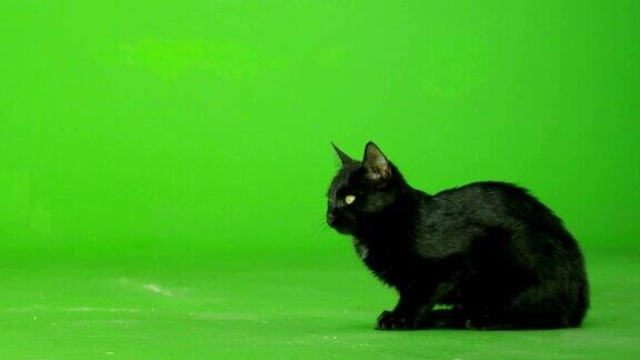 黑猫在绿色屏幕上行走缓慢的运动