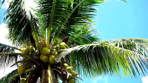 蓝天背景下的椰子树