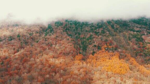 湖中禅寺红叶